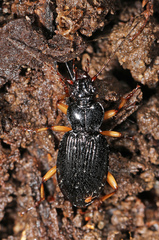 Patrobus longicornis