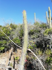 Cereeae