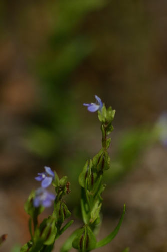 Linderniaceae image