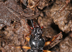 Patrobus longicornis