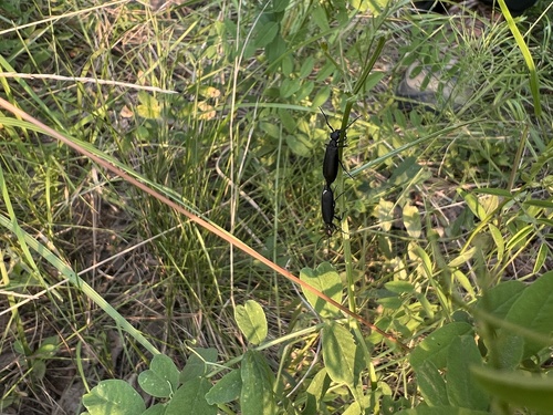 Caragana Blister Beetle