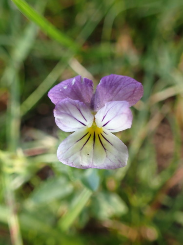 Viola tricolor