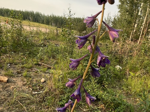 Sierra larkspur