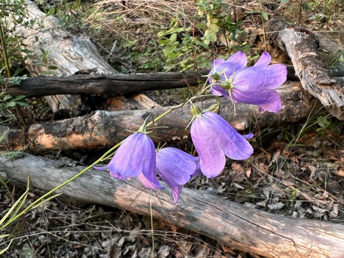 Alaskan bellflower