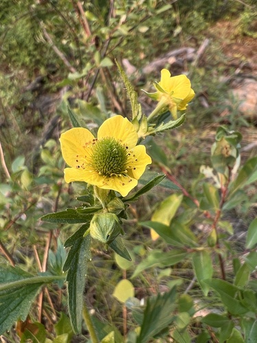 Yellow Avens