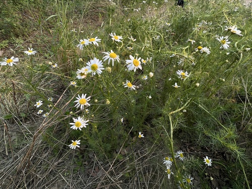 scentless mayweed