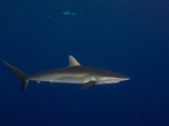 Carcharhinus falciformis