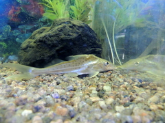 Iheringichthys labrosus