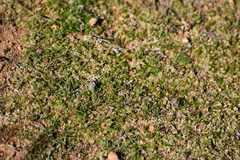 Selaginella cinerascens