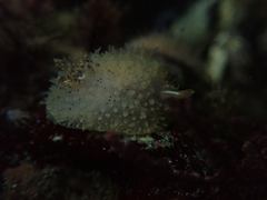 Acanthodoris rhodoceras image