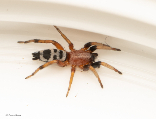 Sergiolus decoratus