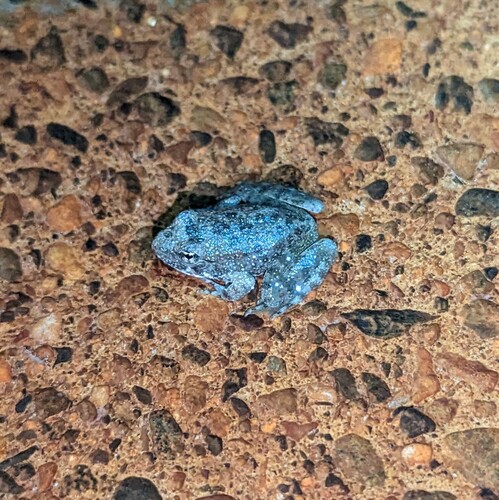 Foothill Yellow-legged Frog, California, US, photo 4 of 10