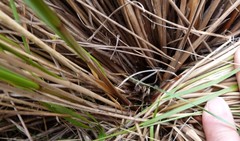 Chionochloa macra