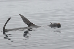 Arctocephalus townsendi