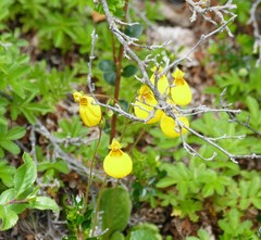 Calceolaria biflora