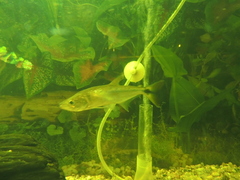 Oligosarcus oligolepis