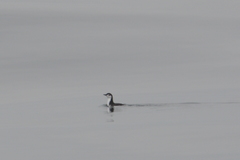 Synthliboramphus hypoleucus