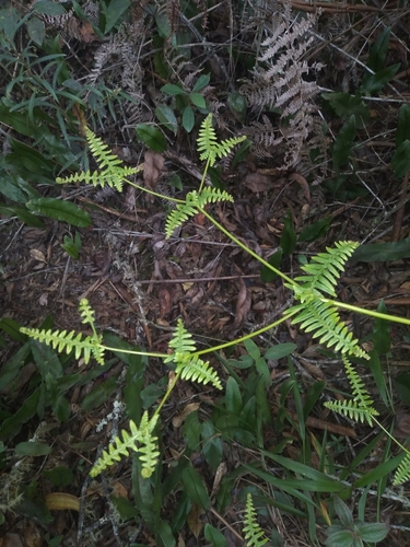 Image of Dicranopteris flexuosa by no rights reserved