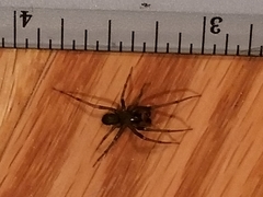 Araneomorphae