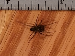 Araneomorphae