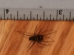 Araneomorphae