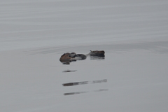 Arctocephalus townsendi