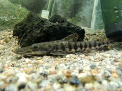 Pseudoplatystoma