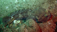 Batrachomoeus dubius