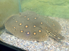 Potamotrygon motoro