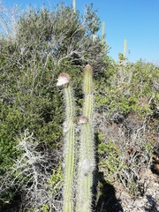 Cereeae