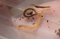Geophilus regnans