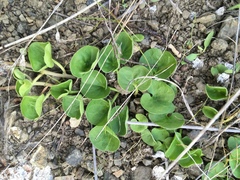 Dichondra donelliana