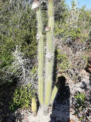 Cereeae
