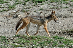 Lupulella mesomelas schmidti