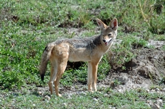 Lupulella mesomelas schmidti