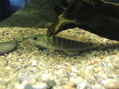 Crenicichla