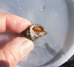 Paciocinebrina circumtexta