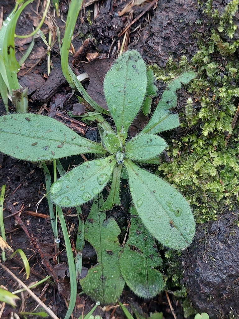 plantains from Mount Wellington, Auckland, New Zealand on July 8, 2023