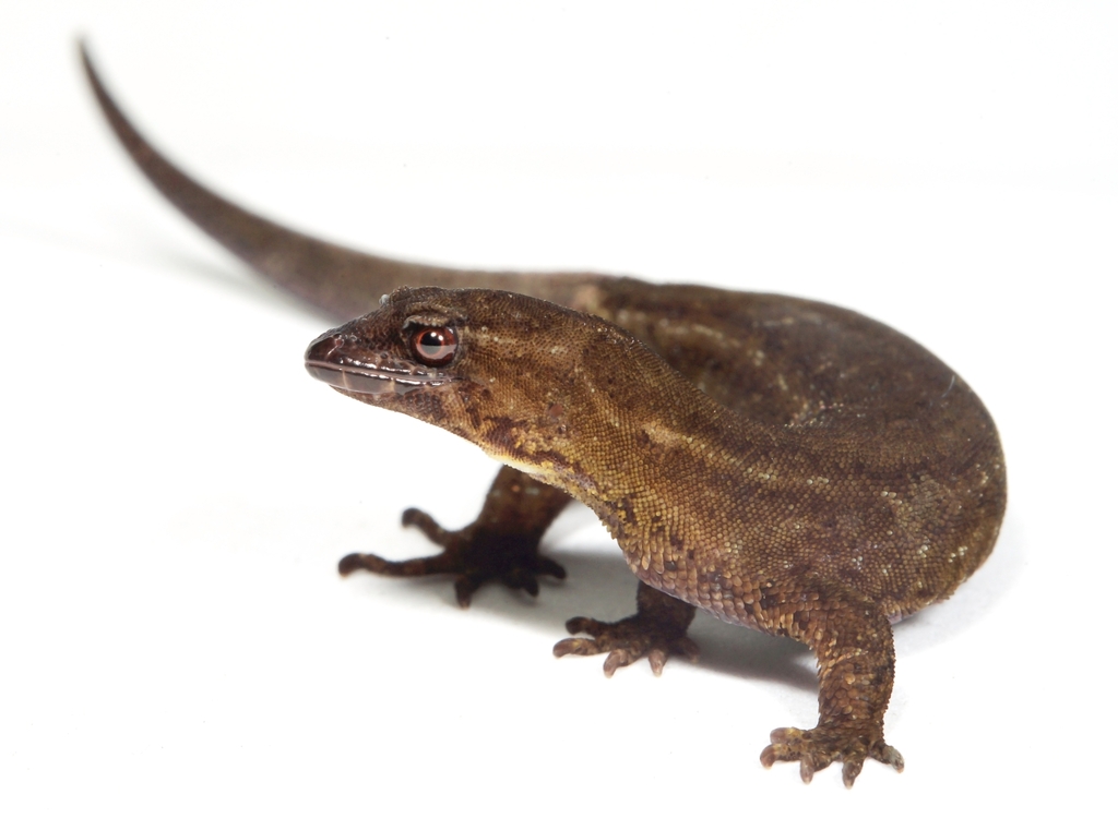 scaly-eyed geckos