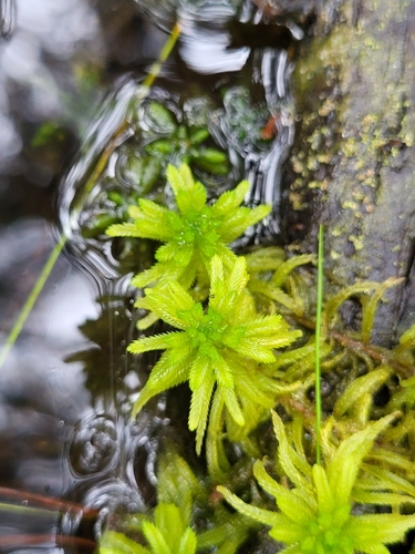 Image of Sphagnum pulchrum by (c) Zihao Wang, some rights reserved (CC BY)