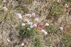 Armeria curvifolia