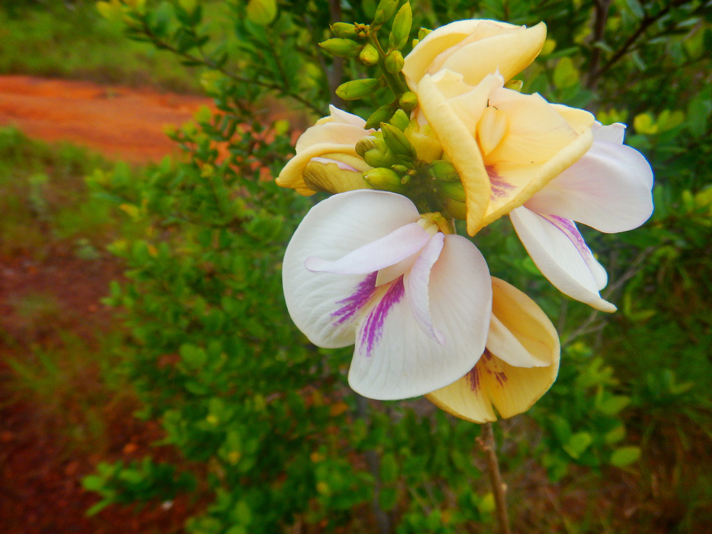 Clitoria brachycalyx