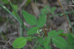 Desmodium glabellum