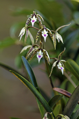 Prosthechea prismatocarpa