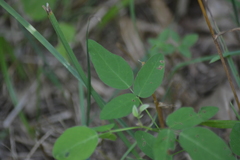 Desmodium glabellum