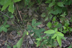 Desmodium illinoense
