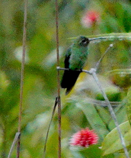 Green-tailed Goldenthroat (Polytmus theresiae), photo 3