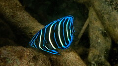 Goldtail Angelfish photo 2
