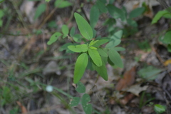 Desmodium illinoense