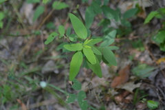 Desmodium illinoense